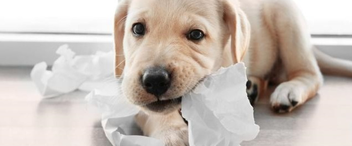 Ils encaissent un ticket à gratter… Déchiqueté par leurs chiens !